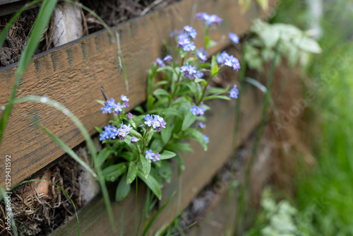 forget-me-not flower surviving on wooden fence closeup
