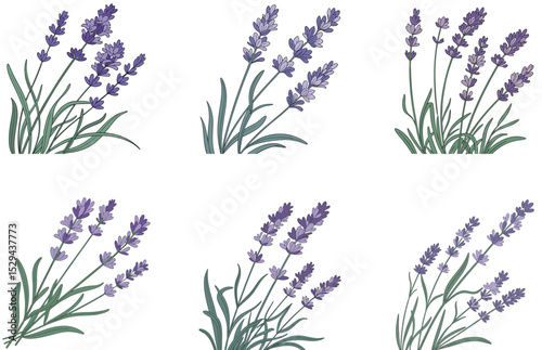 Lavender Plant Vector Designs Elegant Botanical Art for Print, Web, and Crafts