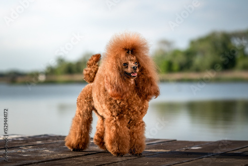 Playful red poodle enjoying a sunny day by the lakefront in a picturesque natural setting
