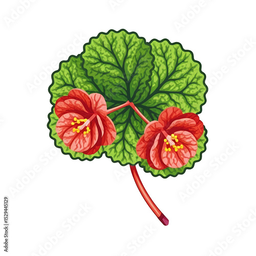 Geranium-flower-illustration-red-bloom-green-leaf-isolated-graphic