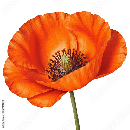 orange-poppy-flower-isolated-closeup-floral-image
