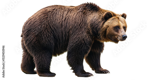 Isolated Brown Bear Standing