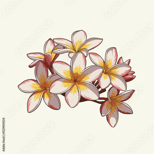 Cluster of blooming frangipani flowers on branch