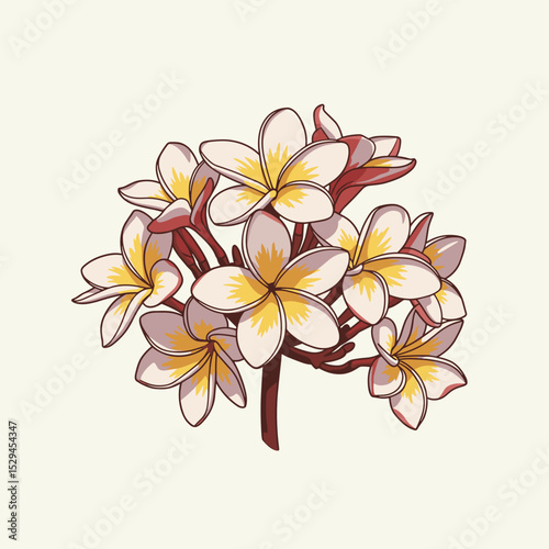 Blooming plumeria branch with white and yellow petals