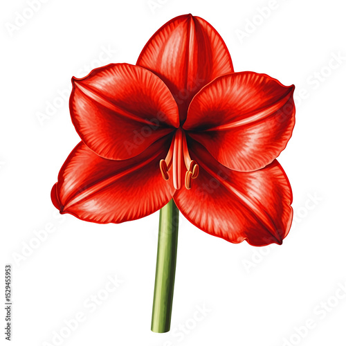 Red-Amaryllis-Flower-Isolated-Image-Stock-Photo