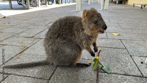The Quokkas of Rottnest Island, Perth Western Australia