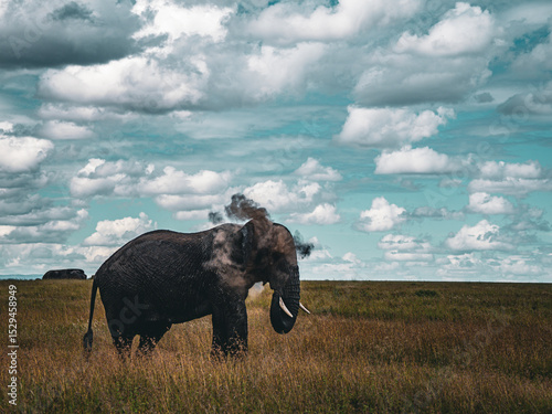 Elefante echándose polvo encima