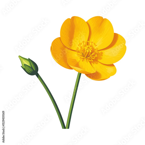 Yellow-Buttercup-Flower-Illustration-Floral-Design-Spring-Nature