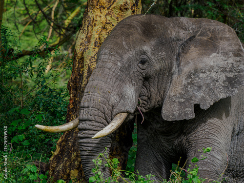 Retrato de Elefante Africano