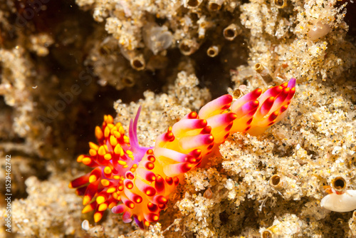 Foto Mozambique, Maputo, Ponta do Ouro, Firetip nudibranch (Trinchesia sibogae)