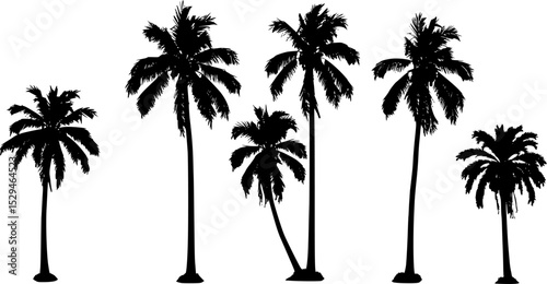 coconut palm trees
