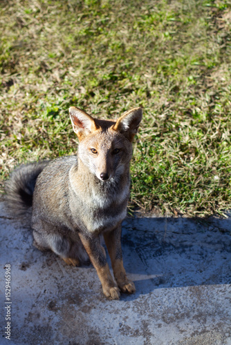 A fox looking at the camera in the backyard of a house close to green grass