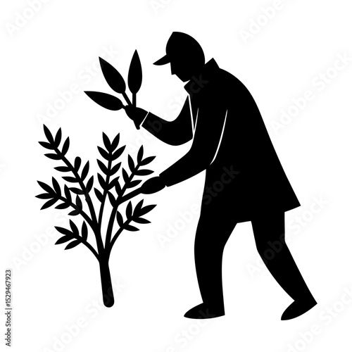 Silhouette gardener tending to young plant