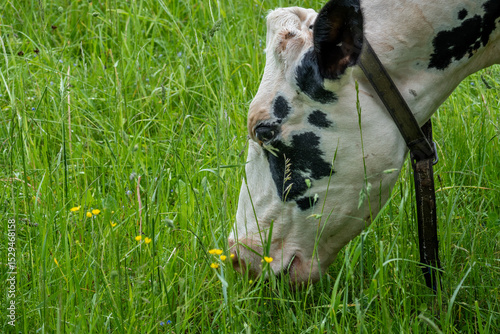 Black and White Cow Eating Grass in Blooming Field – Rural Organic Farming and Animal Welfare Concept
