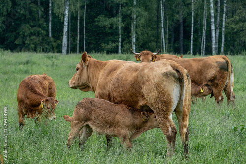 Nursing Calves with Mother Cows in Rainy Pasture – Natural Livestock Scene Showing Animal Welfare and Sustainable Farming