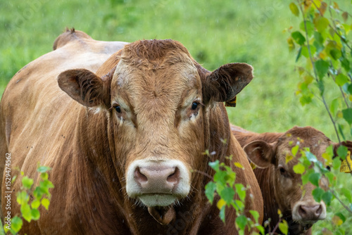Protective Brown Cow with Calf in Rainy Meadow Behind Leaves – Close Up of Maternal Instinct