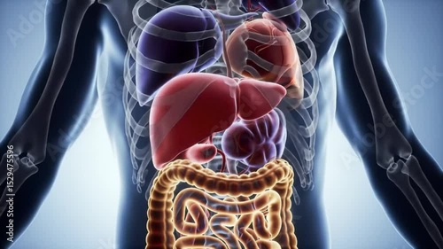 3D male torso with fully labeled and realistic digestive organs — ideal for educational materials, anatomical courses, and digestive system breakdown visuals in medicine and biology.

 photo