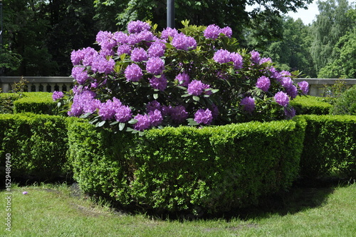 Elegant Rhododendron and Boxwood Symmetry Garden Border