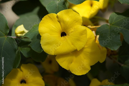 Uncarina peltata is native to northern and western Madagascar. Hanover Berggarten, Germany.