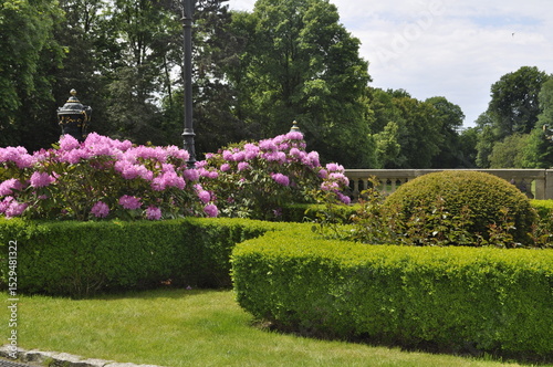 Purple rhododendron blossoms in the park.