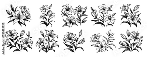 vintage lily flower botanical illustration pack