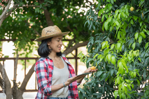 Smart farming using modern technologies in agriculture. woman farmer with digital tablet computer, phone in farm marian plum using apps and internet, Marian plum, Marian mango. (mayongchid in Thai)