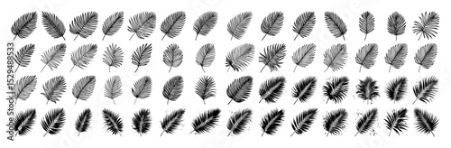 palm leaf hand drawn botanical element set