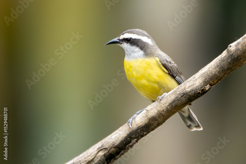 A Bananaquit also known as Cambacica perched on a tree. Species Coereba flaveola. Stunning yellow plumage. Bird lover. Birdwatching. Birding.