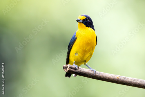 A Violaceous Euphonia also know as gaturamo perching in a branch tree.  Green background, Species Euphonia violacea. Birdwatching. Animal world. Yellow bird.