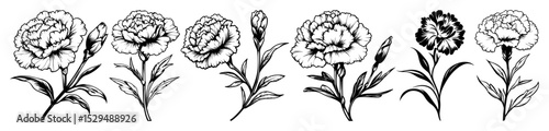 hand drawn carnation flower vector set
