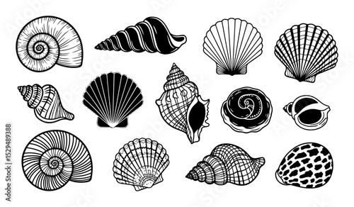 hand drawn sea shells vector collection