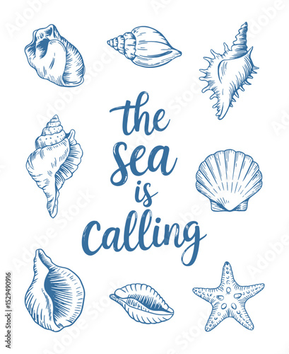 Blue ink drawing style artwork showcasing diverse seashells and a starfish
