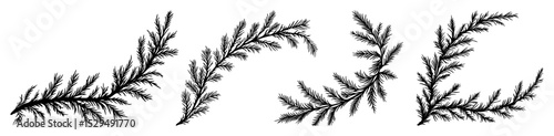 hand drawn pine branches and twigs set