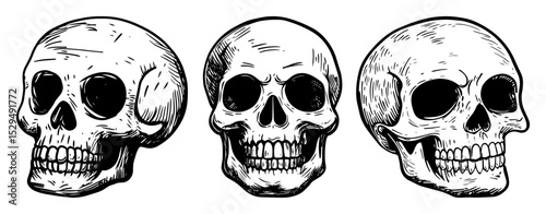 hand drawn human skulls set in engraving style