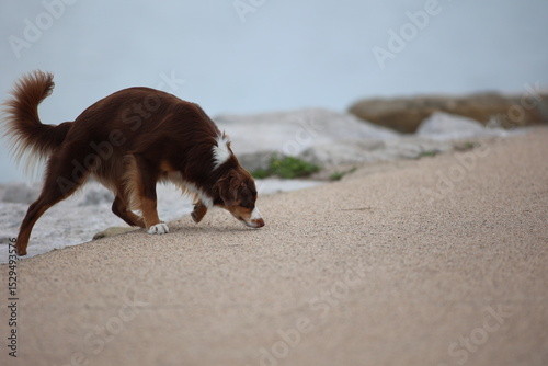 Brown and white dog is sniffing the ground