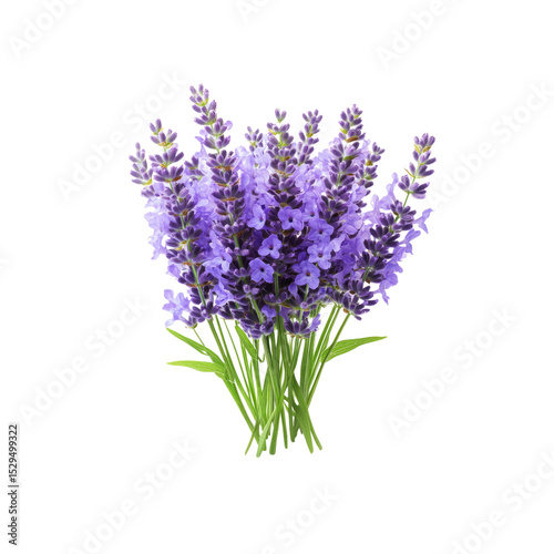 Vibrant Bouquet of Fresh Lavender Flowers Isolated on Transparent Background
