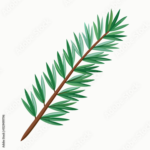 Fir branch clipart graphic vector
