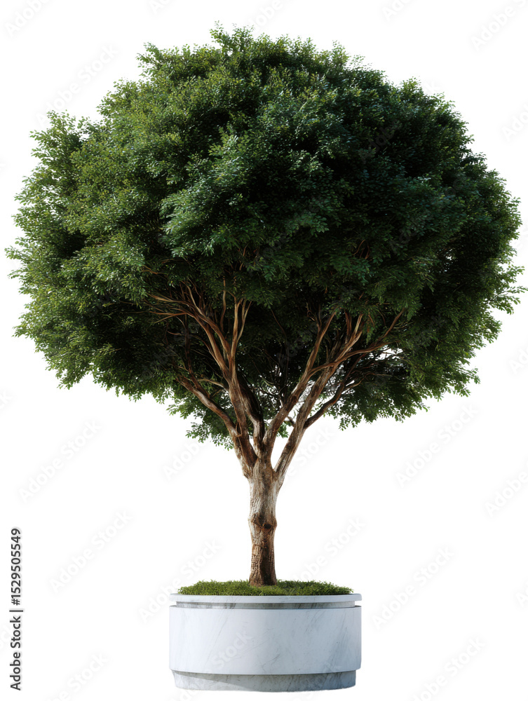 Obraz premium Potted Tree: A lush, vibrant green tree is meticulously planted in a modern concrete pot, its full, round canopy contrasted against the stark simplicity of the container. 