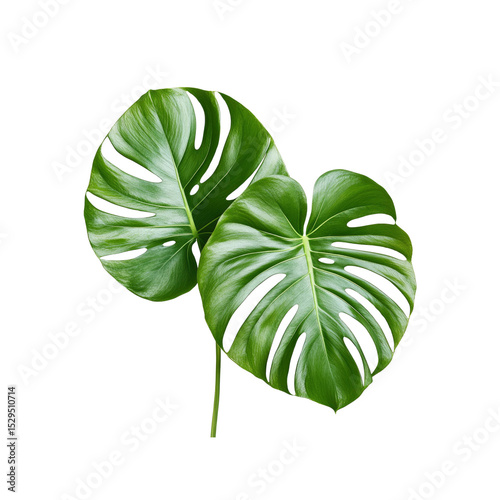 Lush Green Monstera Deliciosa Leaves Isolated on Transparent Background