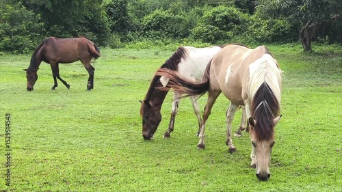 Brown and White Horse Grazing Peacefully