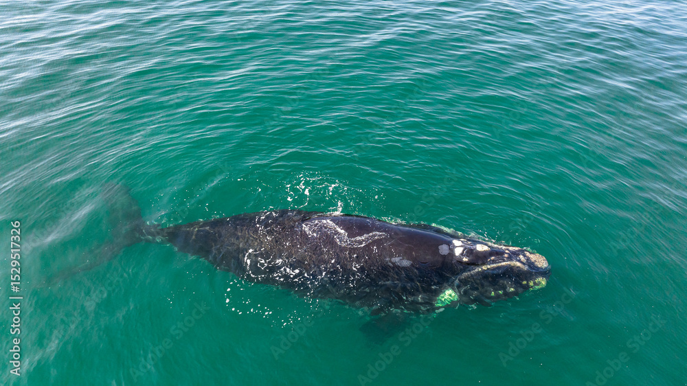 Naklejka premium Baleia Franca, a Brazilian whale with her call in Florianopolis, Brazil. Right whales swimming near the coast of Florianopolis with their calves. Aerial view.