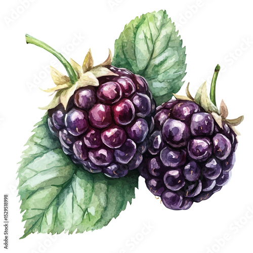 watercolor of Boysenberry Slice, vector high quality, isolated on a white background.