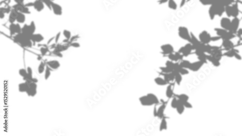 Plant leaves shadow effect on transparent background. Natural tree branch silhouette for summer templates, product mockups, and decoration.