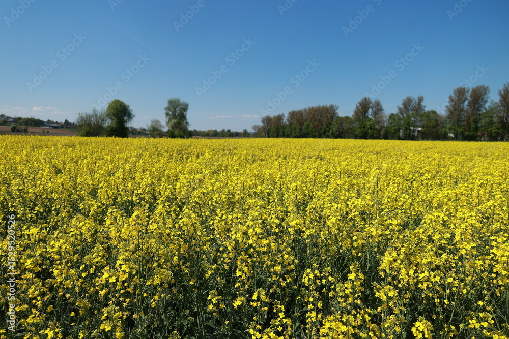 Field of yellow flowers with a blue sky in the background Field of yellow flowers with a blue sky in the background