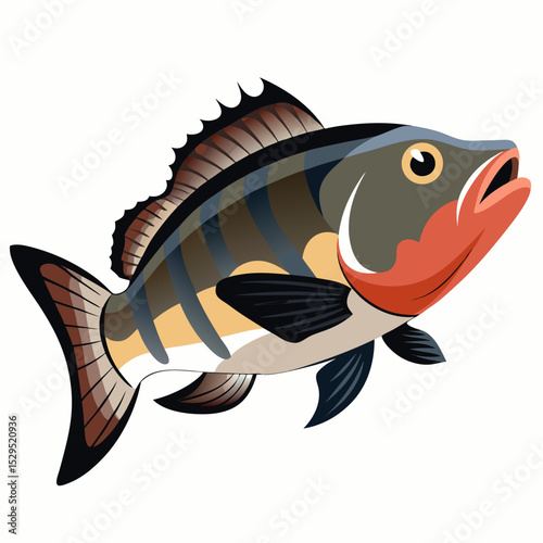 Illustration of a Barramundi Fish on a White Background Ideal for Seafood or Australian Wildlife Designs