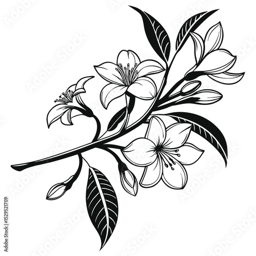 Line art reveals black floral branch featuring open flowers and pointed leaves in silhouette