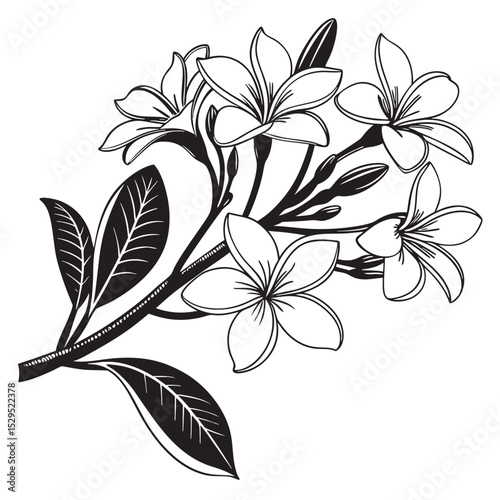 Black and white line drawing presents a flowering branch with beautiful frangipani blossoms