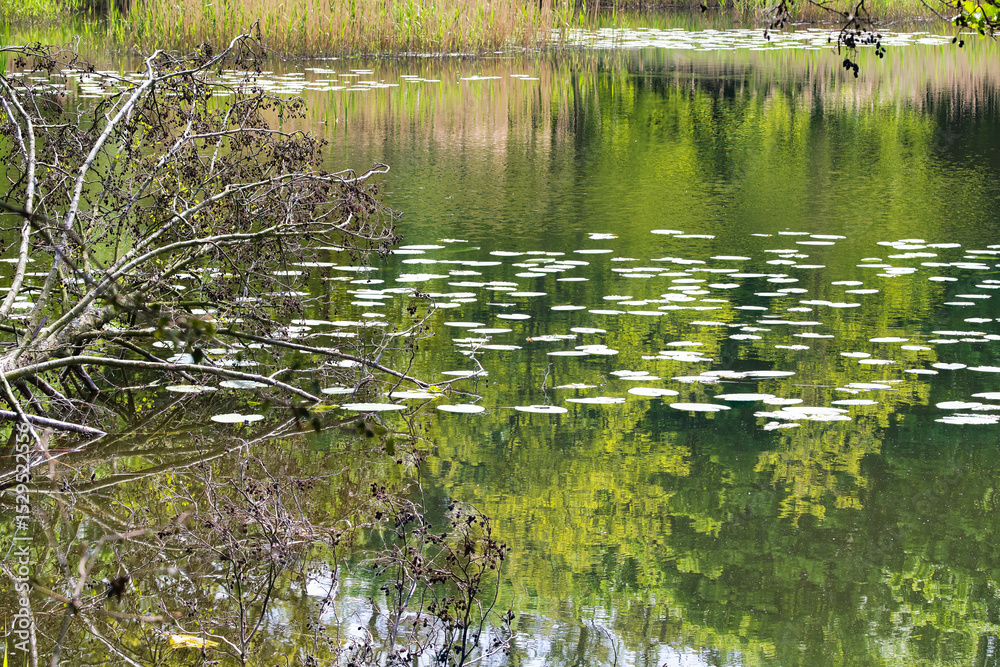 Obraz premium the area around the river with lush vegetation and reeds in the spring sun, the protected area of ​​Cybina Valley, Poznań