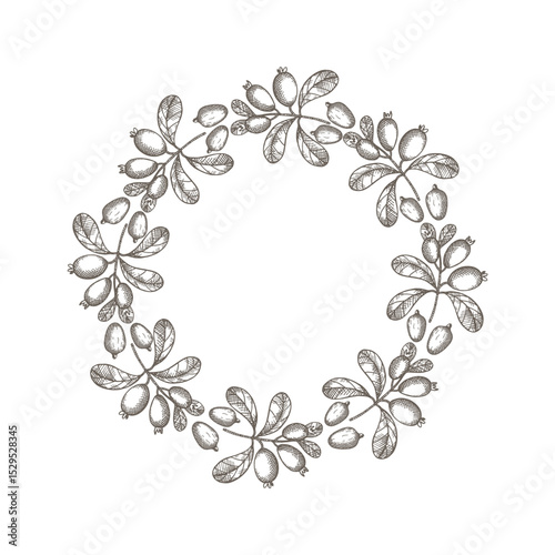 Vector engraved border frame of Feijoa plant for text. Hand drawn background label with branch and fruits of tropical berry edible feijoa. Food, dessert. Design element for wrapping, sign, card, logo