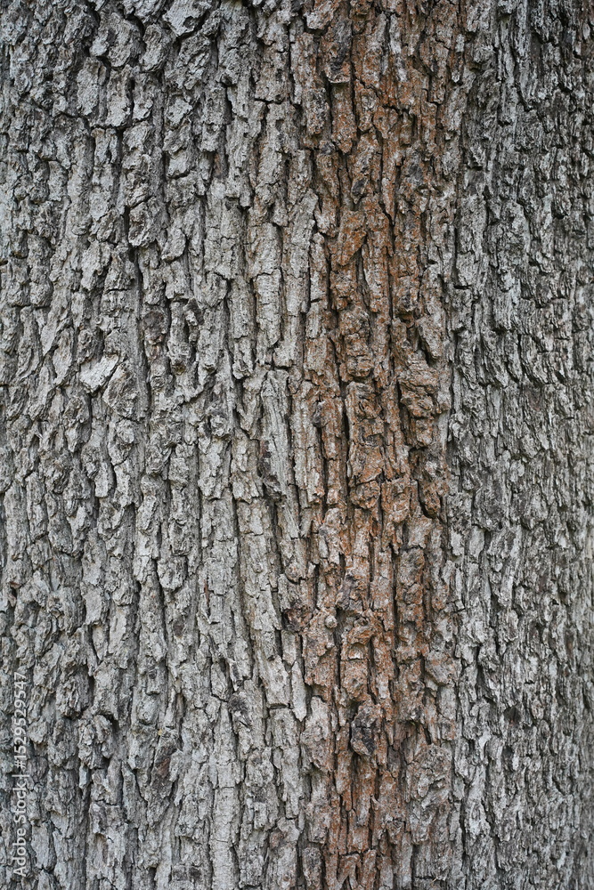 Makroaufnahme der Baumrinde einer Ungarischen Eiche (Quercus frainetto)